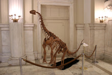Load image into Gallery viewer, Bellusaurus Skeleton cast replica dinosaur skull skeleton