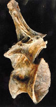 Load image into Gallery viewer, Ultrasaurus Dorsal Vertebra cast replica (item #M18)