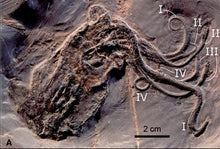 Load image into Gallery viewer, Octopus: Proteroctopus ribeti, fossil octopus cast replica
