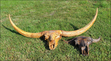 Cargar imagen en el visor de la galería, Bison latifrons fossil skull cast replica