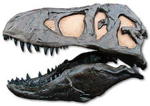 Load image into Gallery viewer, T.rex skull cast replica TMF