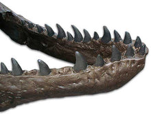 Load image into Gallery viewer, T.rex skull cast replica TMF