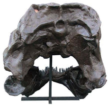 Load image into Gallery viewer, T.rex skull cast replica TMF