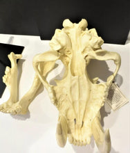 Cargar imagen en el visor de la galería, Smilodon: Smilodon populator sabres KO-103P Updated 2024 sabers cast replica