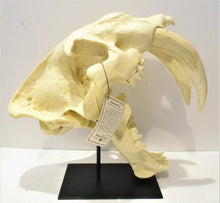 Cargar imagen en el visor de la galería, Smilodon: Smilodon populator sabres KO-103P Updated 2024 sabers cast replica