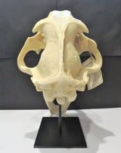 Cargar imagen en el visor de la galería, Smilodon: Smilodon populator sabres KO-103P Updated 2024 sabers cast replica