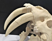 Cargar imagen en el visor de la galería, Smilodon: Smilodon populator sabres KO-103P Updated 2024 sabers cast replica