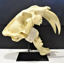 Cargar imagen en el visor de la galería, Smilodon: Smilodon populator sabres KO-103P Updated 2024 sabers cast replica