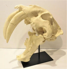 Cargar imagen en el visor de la galería, Smilodon: Smilodon populator sabres KO-103P Updated 2024 sabers cast replica
