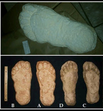 Load image into Gallery viewer, 1982 Grays Harbor Hereford Bigfoot print cast "D"