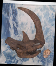 Load image into Gallery viewer, Woolly Rhino skull cast replica 3