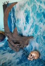 Load image into Gallery viewer, Woolly Rhino skull cast replica 3