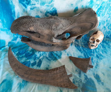Load image into Gallery viewer, Woolly Rhino skull cast replica 3