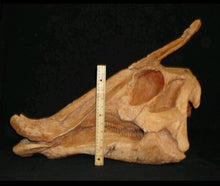 Cargar imagen en el visor de la galería, Saurolophus skull cast replica