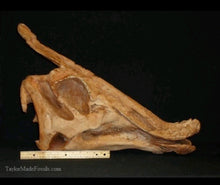 Cargar imagen en el visor de la galería, Saurolophus skull cast replica