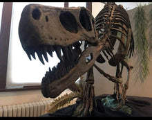 Load image into Gallery viewer, Herrerasaurus skull cast replica dinosaur for sale or rent