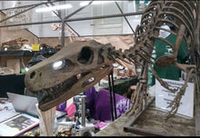 Load image into Gallery viewer, Herrerasaurus skeleton cast replica dinosaur for sale or rent