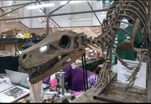 Load image into Gallery viewer, Herrerasaurus skull cast replica dinosaur for sale or rent