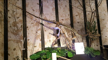Load image into Gallery viewer, Herrerasaurus skeleton cast replica dinosaur for sale or rent