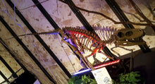 Load image into Gallery viewer, Herrerasaurus skeleton cast replica dinosaur for sale or rent