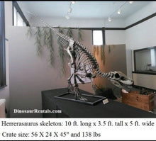 Load image into Gallery viewer, Herrerasaurus skeleton cast replica dinosaur for sale or rent
