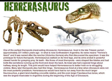 Load image into Gallery viewer, Herrerasaurus skeleton cast replica dinosaur for sale or rent