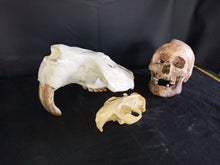 Load image into Gallery viewer, Giant Fossil Beaver Skull cast replica (Price updated 7/24)