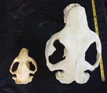 Load image into Gallery viewer, Giant Fossil Beaver Skull cast replica (Price updated 7/24)