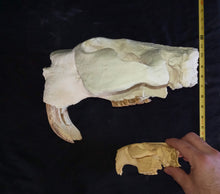 Load image into Gallery viewer, Giant Fossil Beaver Skull cast replica (Price updated 7/24)
