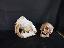 Load image into Gallery viewer, Giant Fossil Beaver Skull cast replica (Price updated 7/24)
