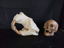 Load image into Gallery viewer, Giant Fossil Beaver Skull cast replica (Price updated 7/24)