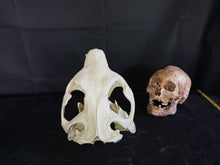Load image into Gallery viewer, Giant Fossil Beaver Skull cast replica (Price updated 7/24)
