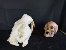 Load image into Gallery viewer, Giant Fossil Beaver Skull cast replica (Price updated 7/24)