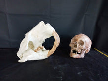 Load image into Gallery viewer, Giant Fossil Beaver Skull cast replica (Price updated 7/24)