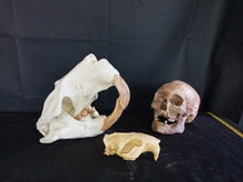Load image into Gallery viewer, Giant Fossil Beaver Skull cast replica (Price updated 7/24)
