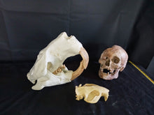 Load image into Gallery viewer, Giant Fossil Beaver Skull cast replica (Price updated 7/24)