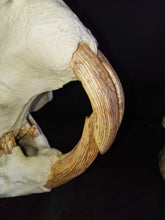 Load image into Gallery viewer, Giant Fossil Beaver Skull cast replica (Price updated 7/24)