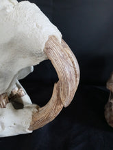 Load image into Gallery viewer, Giant Fossil Beaver Skull cast replica (Price updated 7/24)