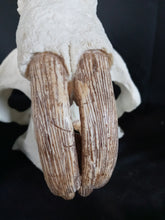 Load image into Gallery viewer, Giant Fossil Beaver Skull cast replica (Price updated 7/24)