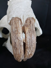 Load image into Gallery viewer, Giant Fossil Beaver Skull cast replica (Price updated 7/24)