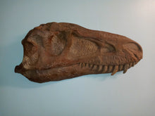 Load image into Gallery viewer, Albertosaurus skull cast replica reproduction dinosaur fossil cast Gorgosaurus half profile skull
