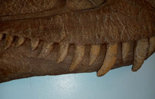 Load image into Gallery viewer, Albertosaurus skull cast replica reproduction dinosaur fossil cast Gorgosaurus half profile skull