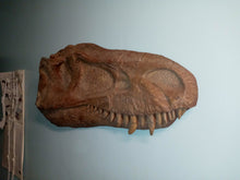 Load image into Gallery viewer, Albertosaurus skull cast replica reproduction dinosaur fossil cast Gorgosaurus half profile skull