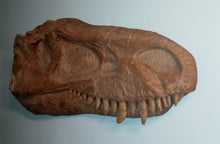 Load image into Gallery viewer, Albertosaurus skull cast replica reproduction dinosaur fossil cast Gorgosaurus half profile skull