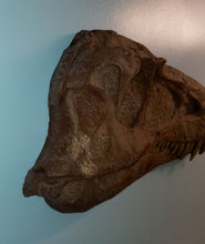 Load image into Gallery viewer, Albertosaurus skull cast replica reproduction dinosaur fossil cast Gorgosaurus half profile skull