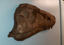 Load image into Gallery viewer, Albertosaurus skull cast replica reproduction dinosaur fossil cast Gorgosaurus half profile skull