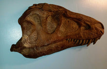 Load image into Gallery viewer, Albertosaurus skull cast replica reproduction dinosaur fossil cast Gorgosaurus half profile skull