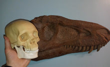 Load image into Gallery viewer, Albertosaurus skull cast replica reproduction dinosaur fossil cast Gorgosaurus half profile skull