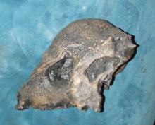 画像をギャラリービューアに読み込む, Prenocephale skull cast replica Dinosaur reproductive