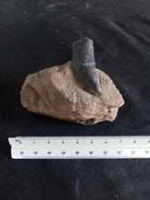 Load image into Gallery viewer, Tyrannosaurus Rex T.rex tooth cast replica T-rex